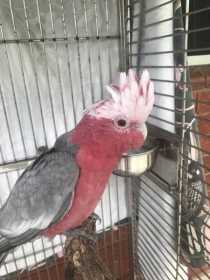 Found Galah Cockatoo