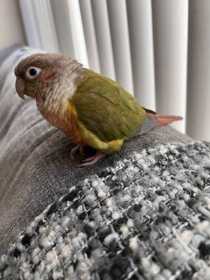 Found Conure