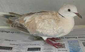 Found Dove
