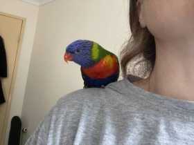 Found Lory / Lorikeet