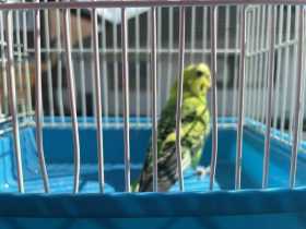 Found Budgerigar