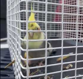 Found Cockatiel