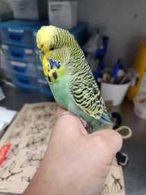 Found Budgerigar