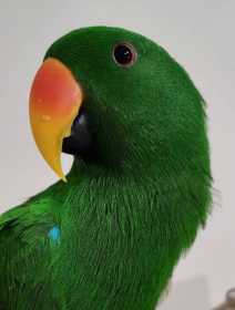 Found Eclectus