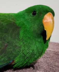 Found Eclectus