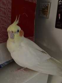 Found Cockatiel