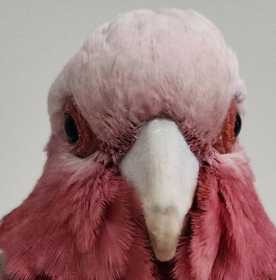 Found Galah Cockatoo