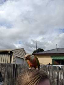 Found Conure