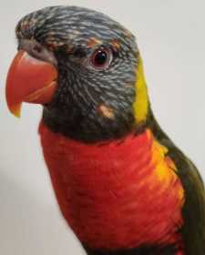 Found Lory / Lorikeet