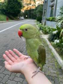 Found Indian Ringneck Parakeet