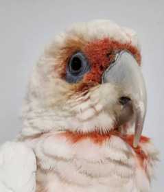 Found Corella Cockatoo