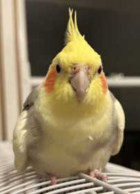 Found Cockatiel