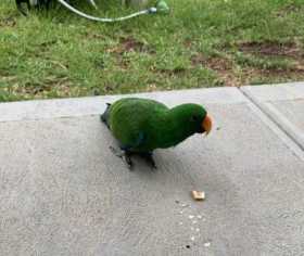 Found Eclectus