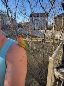 Found Lovebird