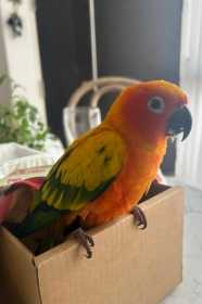 Found Conure