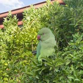 Found Indian Ringneck Parakeet