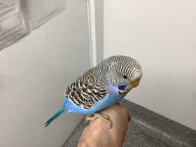 Found Budgerigar