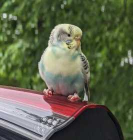 Found Budgerigar