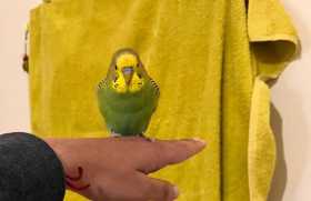 Found Budgerigar