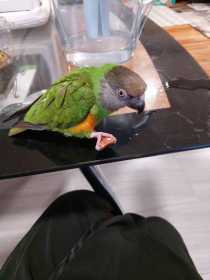 Found Senegal