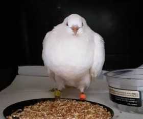 Found Dove