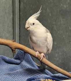 Found Cockatiel