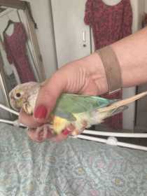 Found Conure