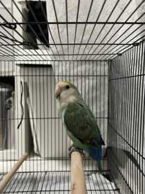 Found Lovebird