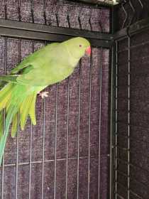 Found Indian Ringneck Parakeet