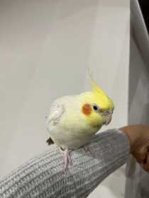 Found Cockatiel