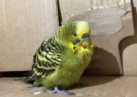 Found Budgerigar