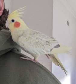 Found Cockatiel