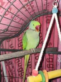 Found Alexandrine