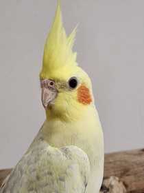 Found Cockatiel