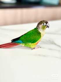 Found Conure