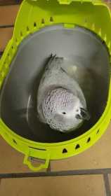 Found African Grey