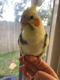 Found Cockatiel