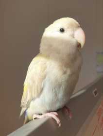 Found Lovebird