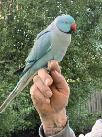 Found Indian Ringneck Parakeet