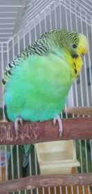 Found Budgerigar