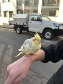 Found Cockatiel