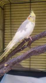 Found Cockatiel