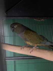 Found Conure