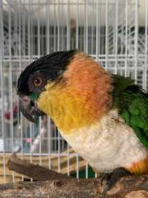 Found Caique