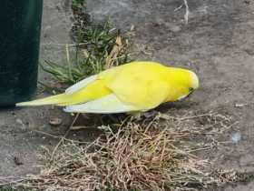 Found Budgerigar