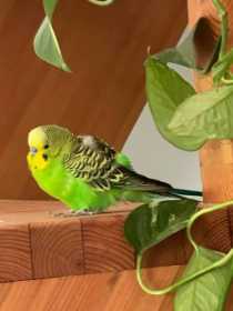 Found Budgerigar