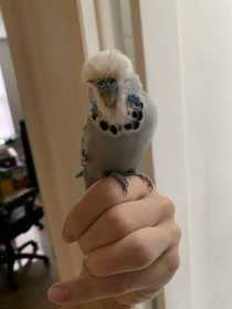 Found Budgerigar