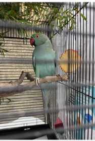 Found Indian Ringneck Parakeet