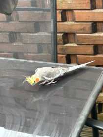 Found Cockatiel