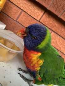 Found Lory / Lorikeet